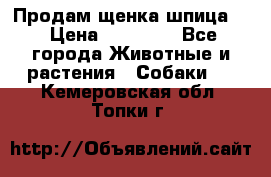 Продам щенка шпица.  › Цена ­ 15 000 - Все города Животные и растения » Собаки   . Кемеровская обл.,Топки г.